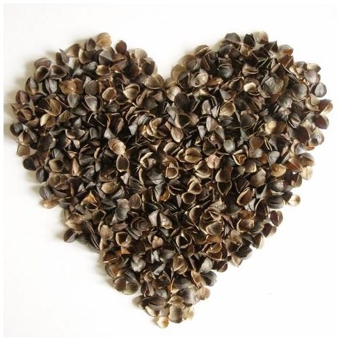 Billerbeck Evolene hajdinahéj középpárna, 50x70 cm